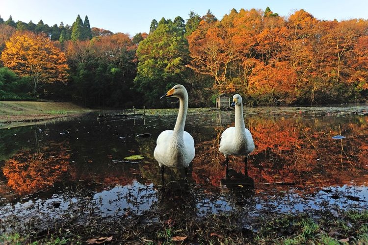 Showa no Mori Park 2