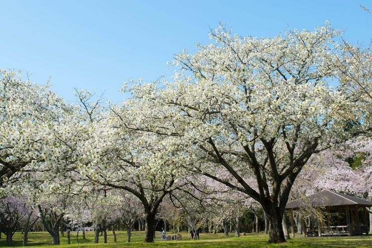 Showa no Mori Park 3