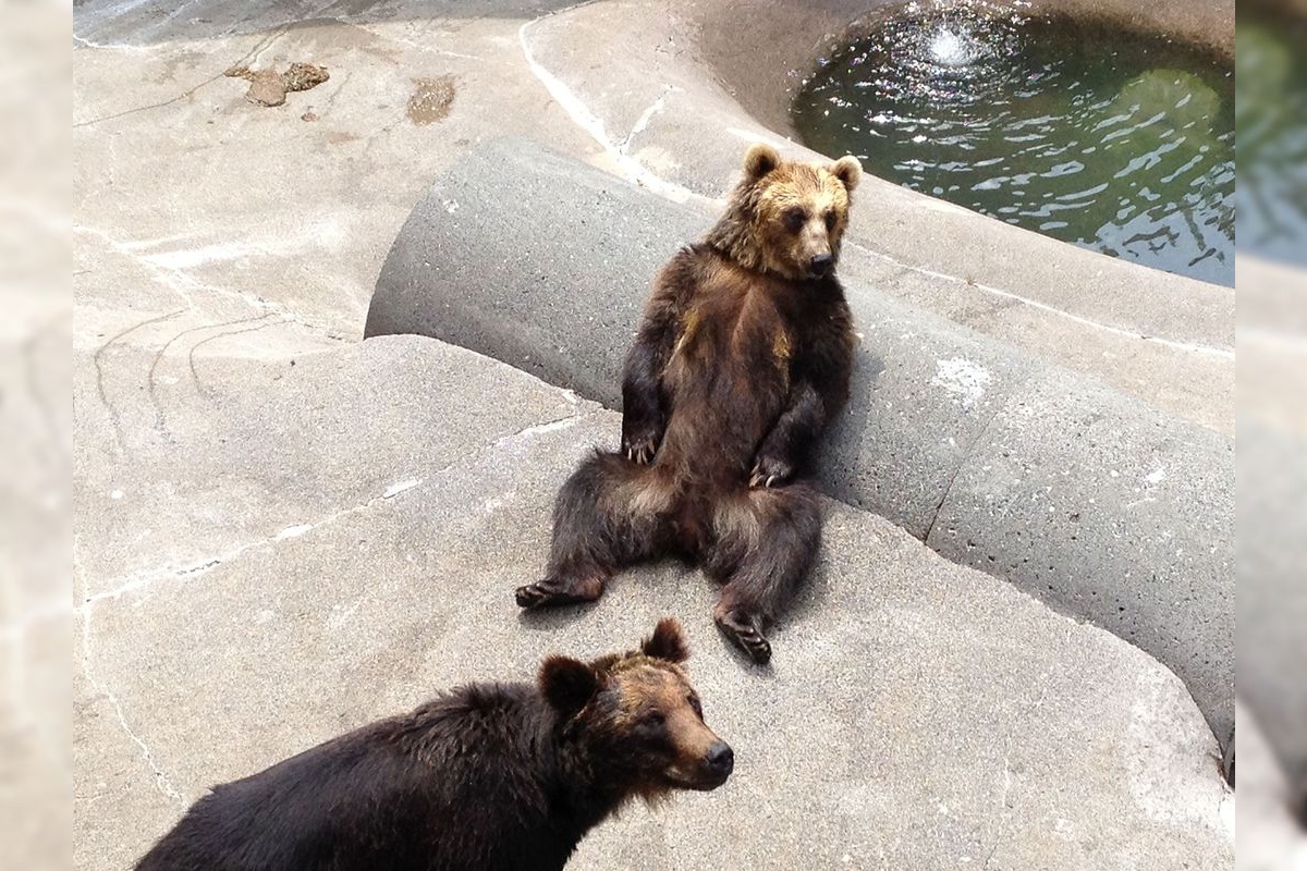 Showa Sinzan Bear Ranch