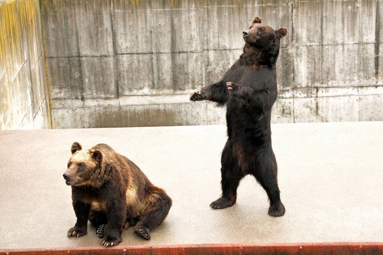 Showa Sinzan Bear Ranch
