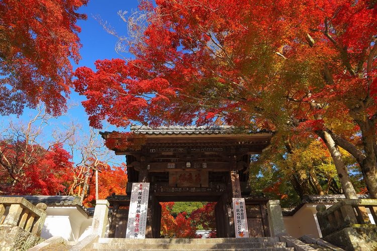 Shuzen-ji 6