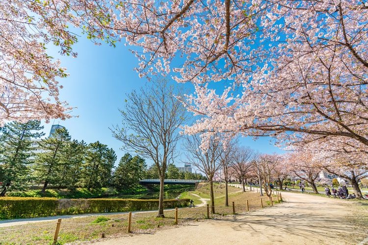 Soka Matsubara 2