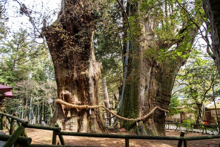 Sugi no Oosugi