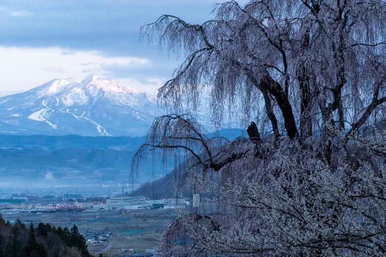 Mizunaka no Sakura (Mizunaka Shidarezakura)