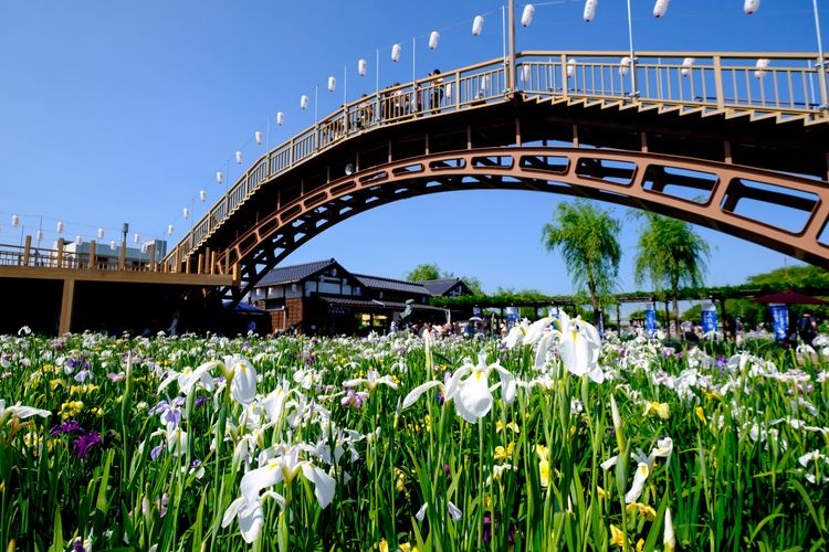 水郷潮来あやめ園 2