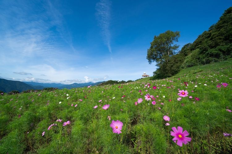 Suiha Kogen Plateau