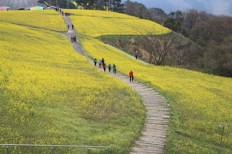 Suiha Kogen Plateau 2