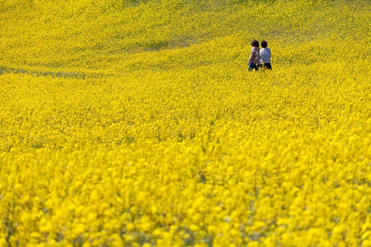 Suiha Kogen Plateau 3