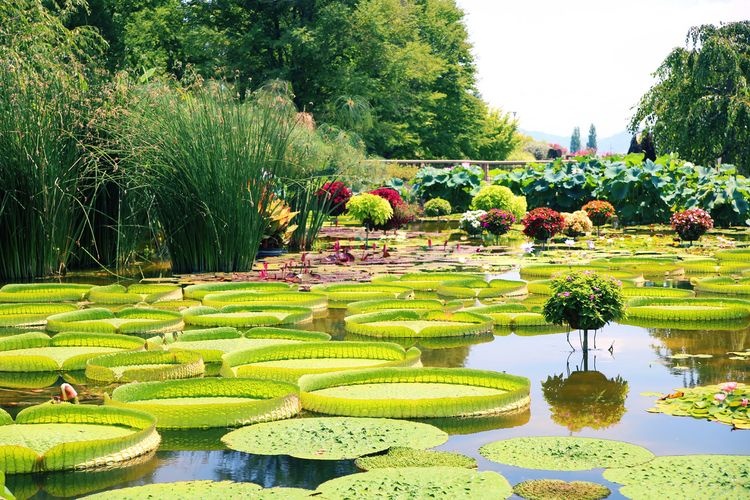 Parc de plantes aquatiques Mizunomori 2