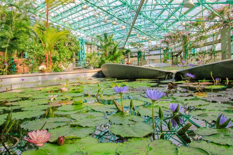 Parc de plantes aquatiques Mizunomori 3