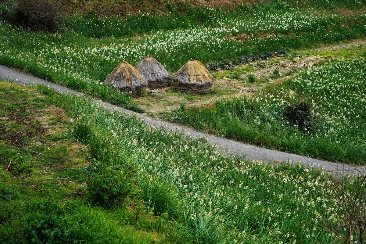 Route des narcisses d'Eigetsu