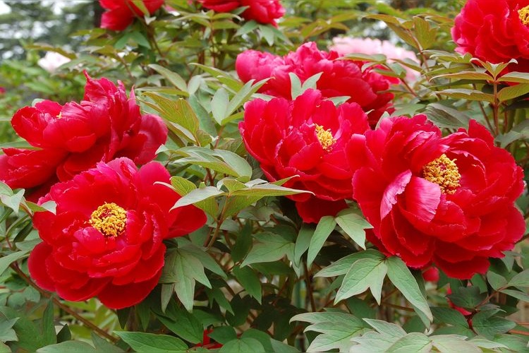 Jardín de Peonías Sugakawa Botan Garden
