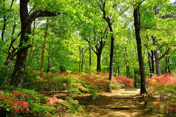 Jardín de Peonías Sugakawa Botan Garden 2