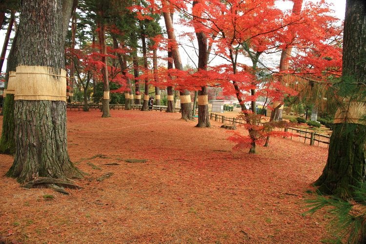 Jardín de Peonías Sugakawa Botan Garden 3