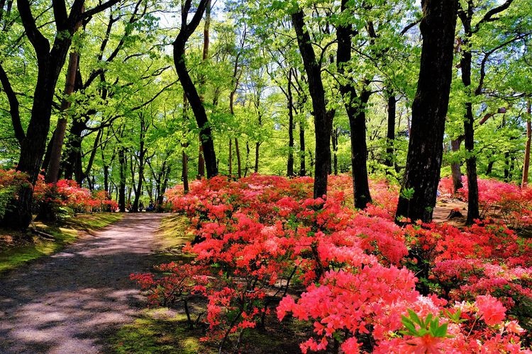 Jardín de Peonías Sugakawa Botan Garden 4