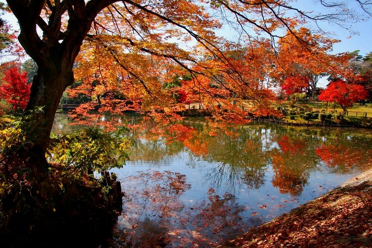 Jardín de Peonías Sugakawa Botan Garden 6