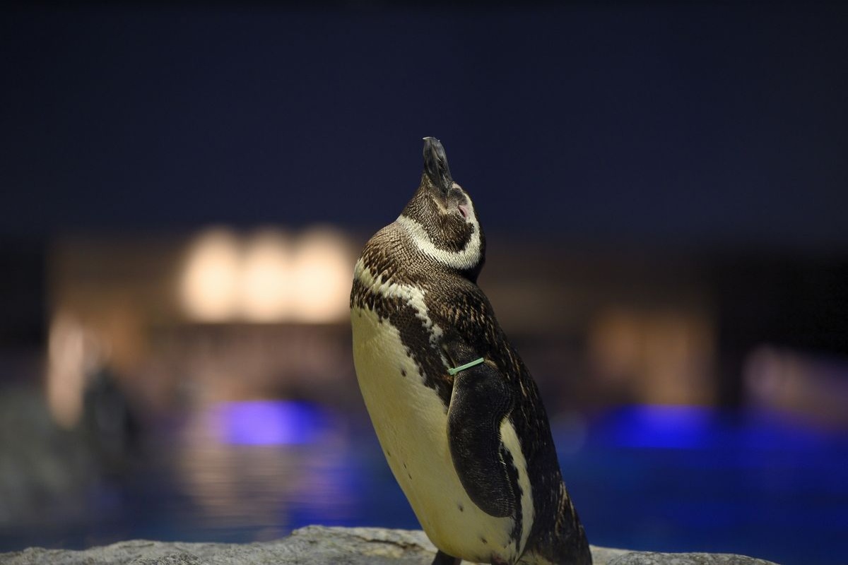 墨田水族館
