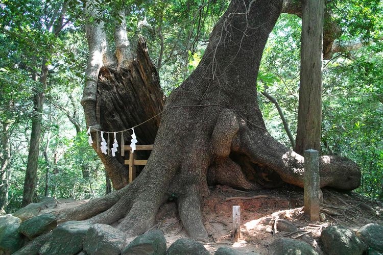 Sumiyoshi Jinja 4
