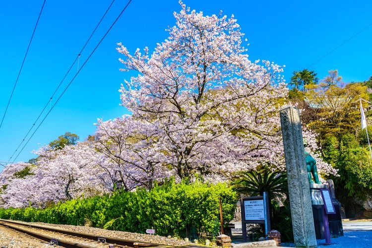 Sugiyama Shrine 3