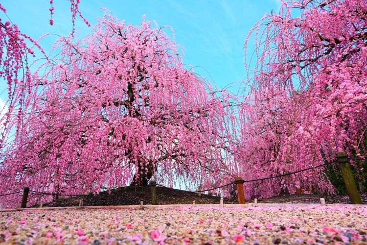 鈴鹿之森庭園