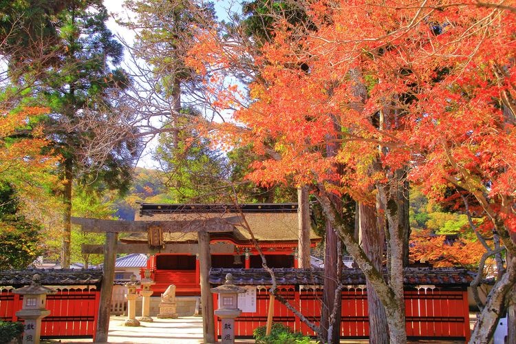 타다 신사 (Tada Shrine) 4
