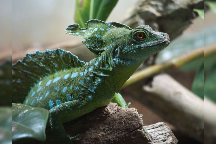 iZoo Reptile Zoo