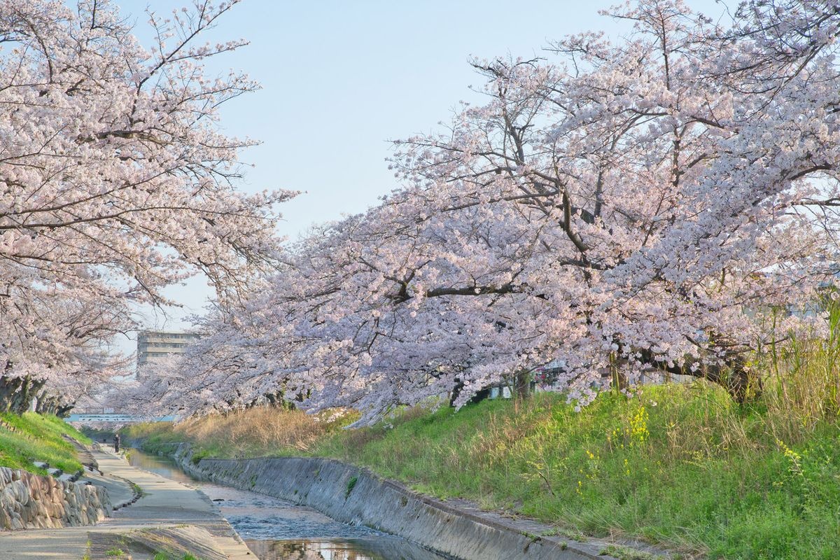 高田千本櫻