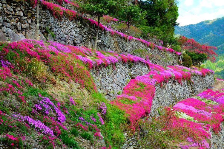Takakai no Ishizumi (Stone Walls of Takakai)