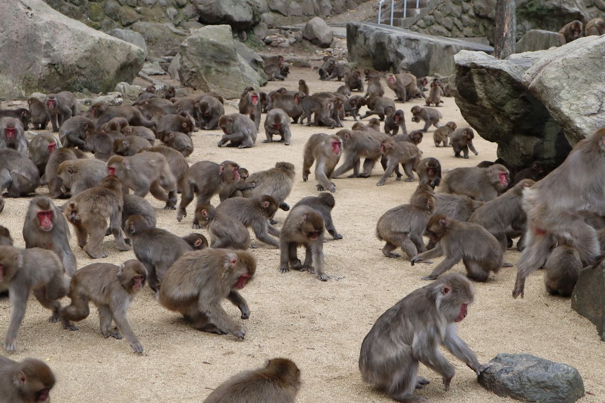 Takasakiyama Natural Zoo