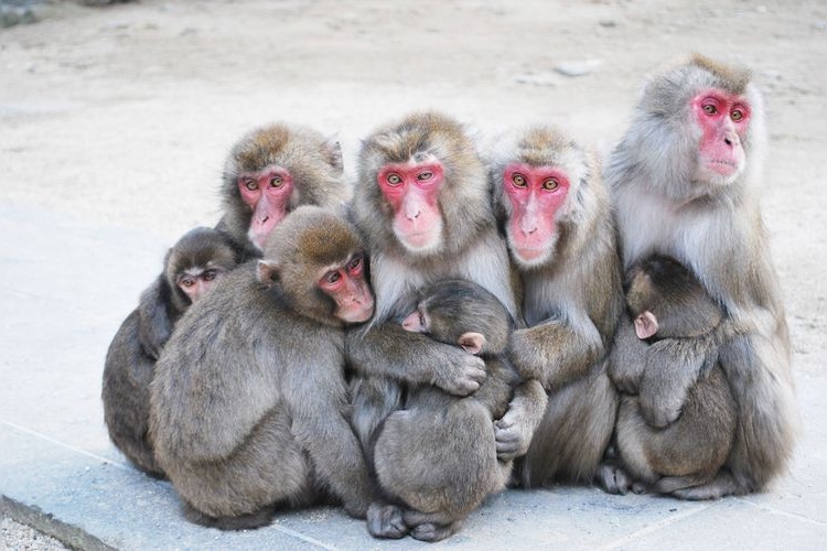สวนสัตว์ธรรมชาติทากาซากิยามะ (Takasakiyama Null Zoological Park)