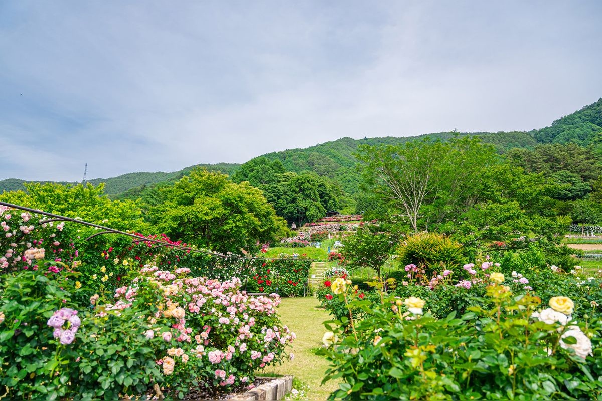 Vườn hồng Takato Shinwa no Oka Rose Garden