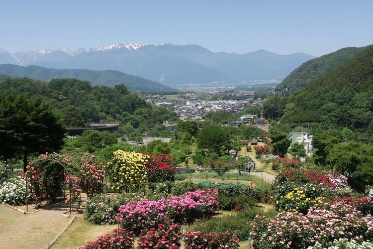 Takato Shinwa no Oka Rose Garden