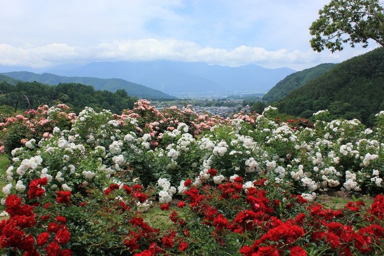 Vườn hồng Takato Shinwa no Oka Rose Garden 2