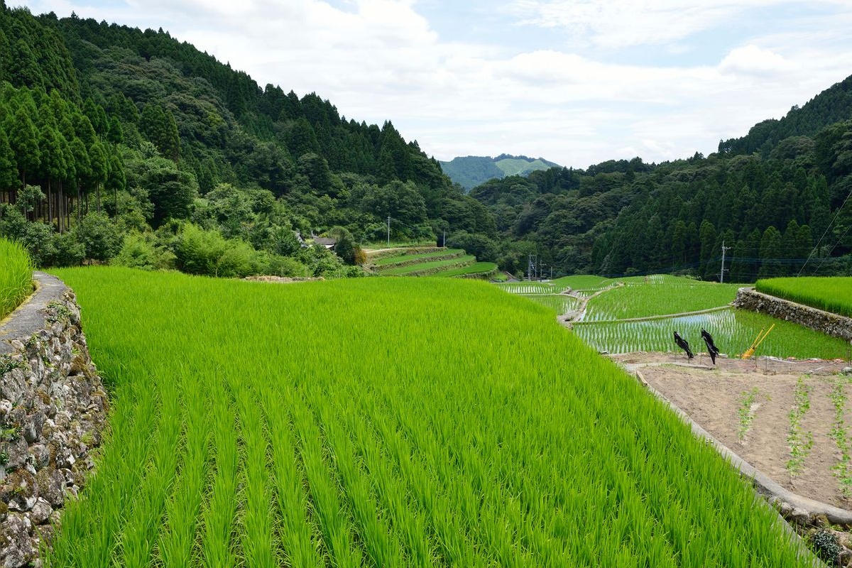 竹地区梯田