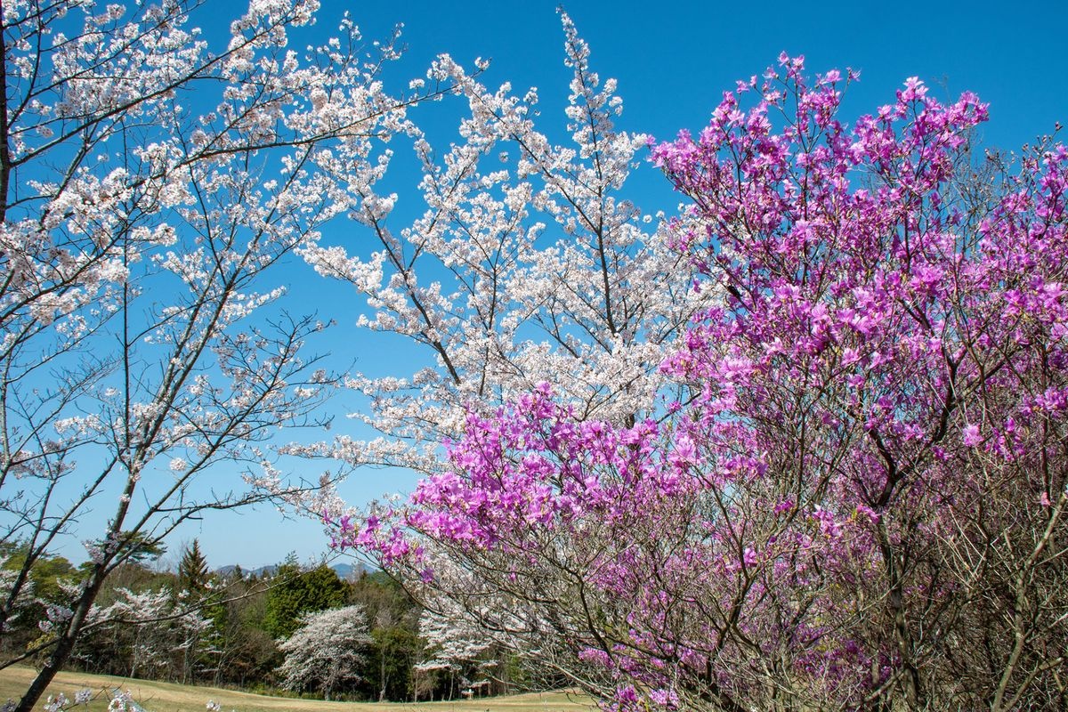 Takebe no Mori Park
