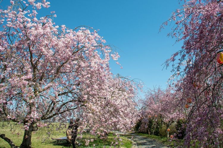 Takebe no Mori 公園