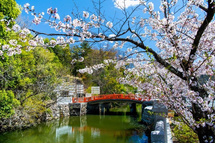 武田神社(躑躅ヶ崎馆) 3