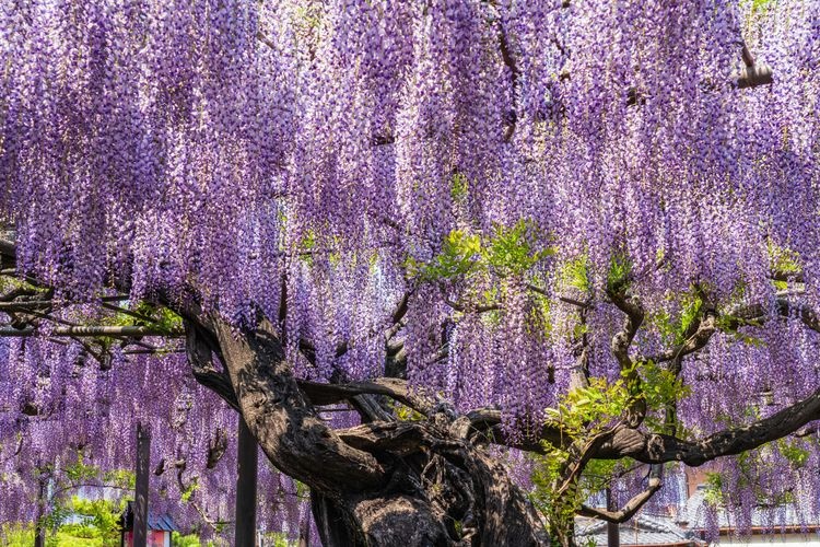 竹鼻別院 (Takehana Betsuin)