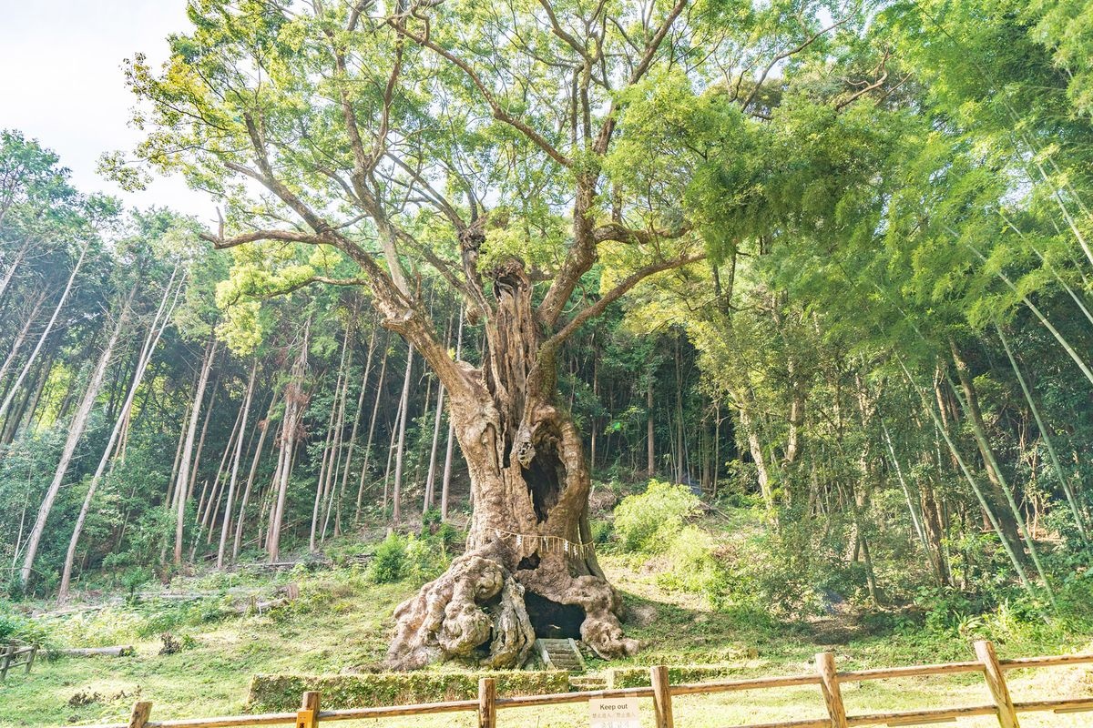 Grande Quercia di Takeo (Santuario Takeo)