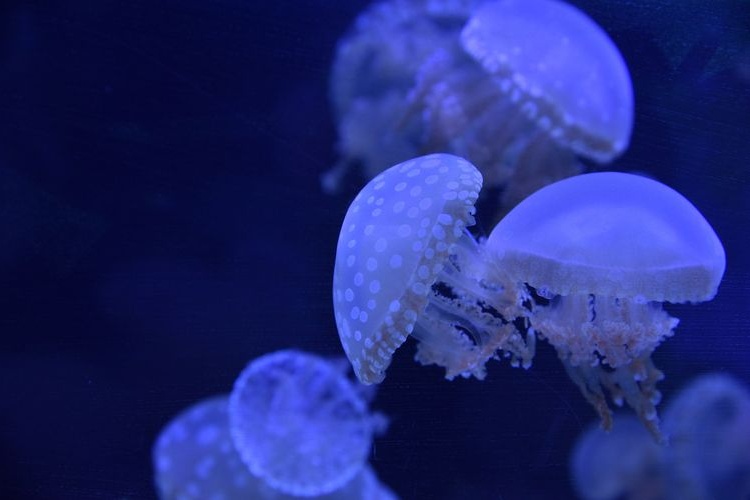 Akuarium Takeshima