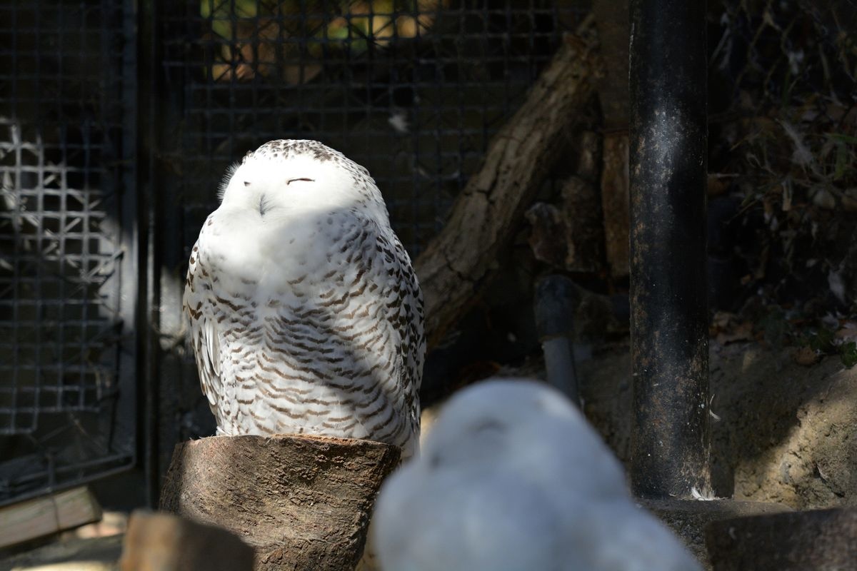 Tama Zoological Park