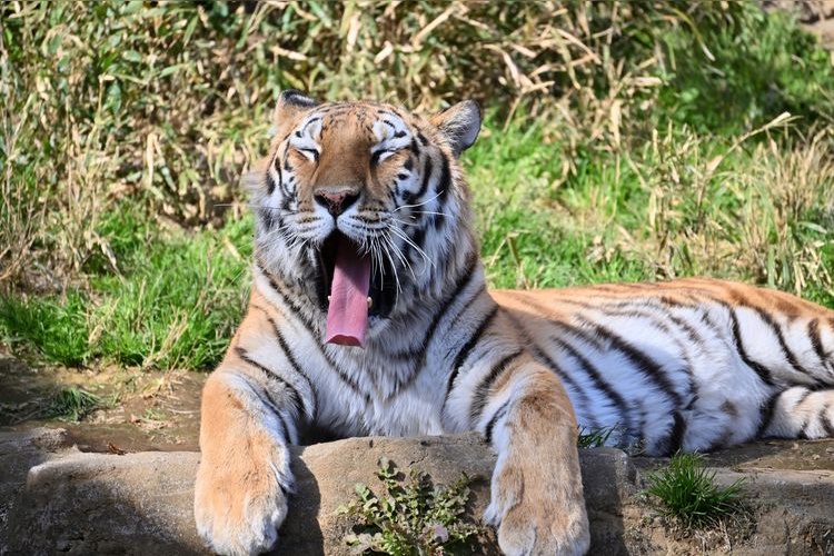 多摩动物园 (Tama Zoological Park) 3