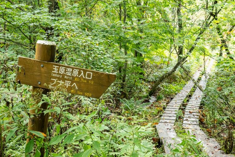 玉原湿原 3