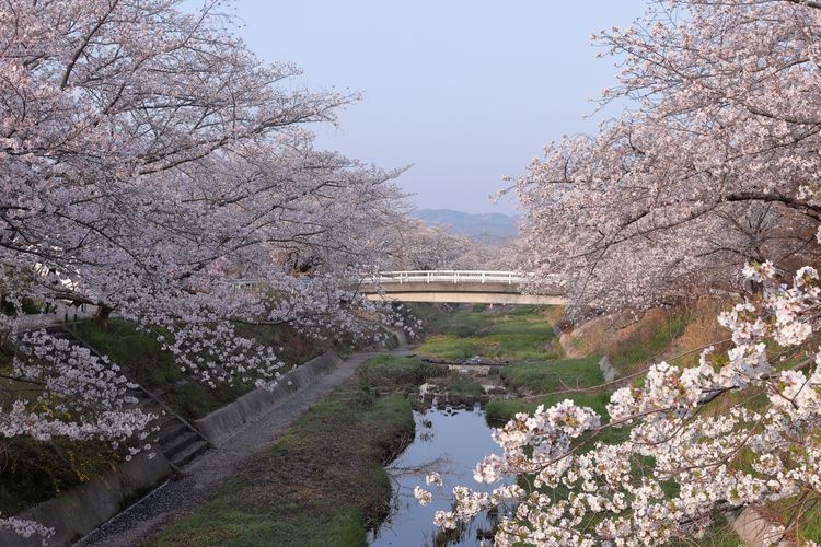 Tamagawa Tei
