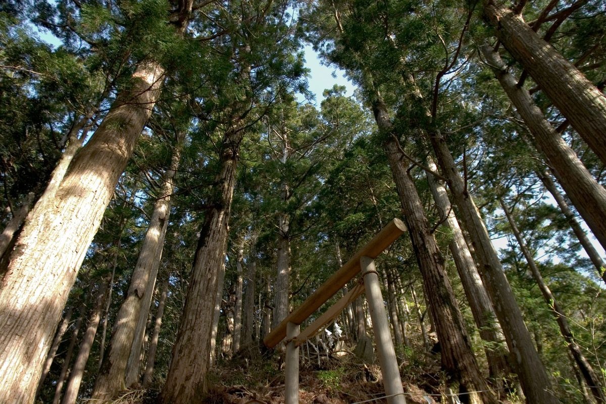 Santuario Tamaki