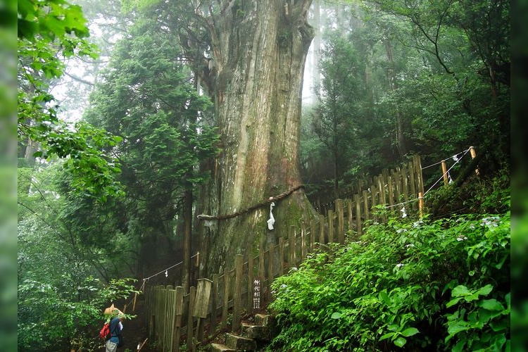 Santuario Tamaki 4
