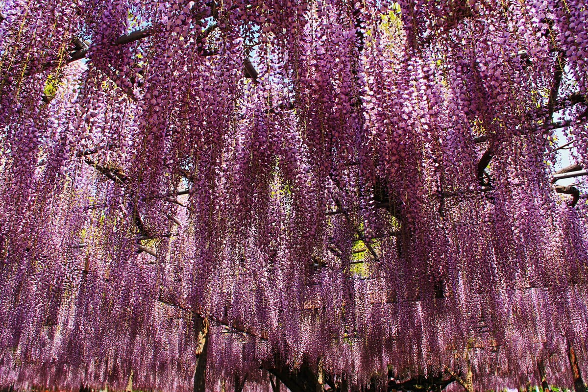 Tamashiki Jinja Shrine