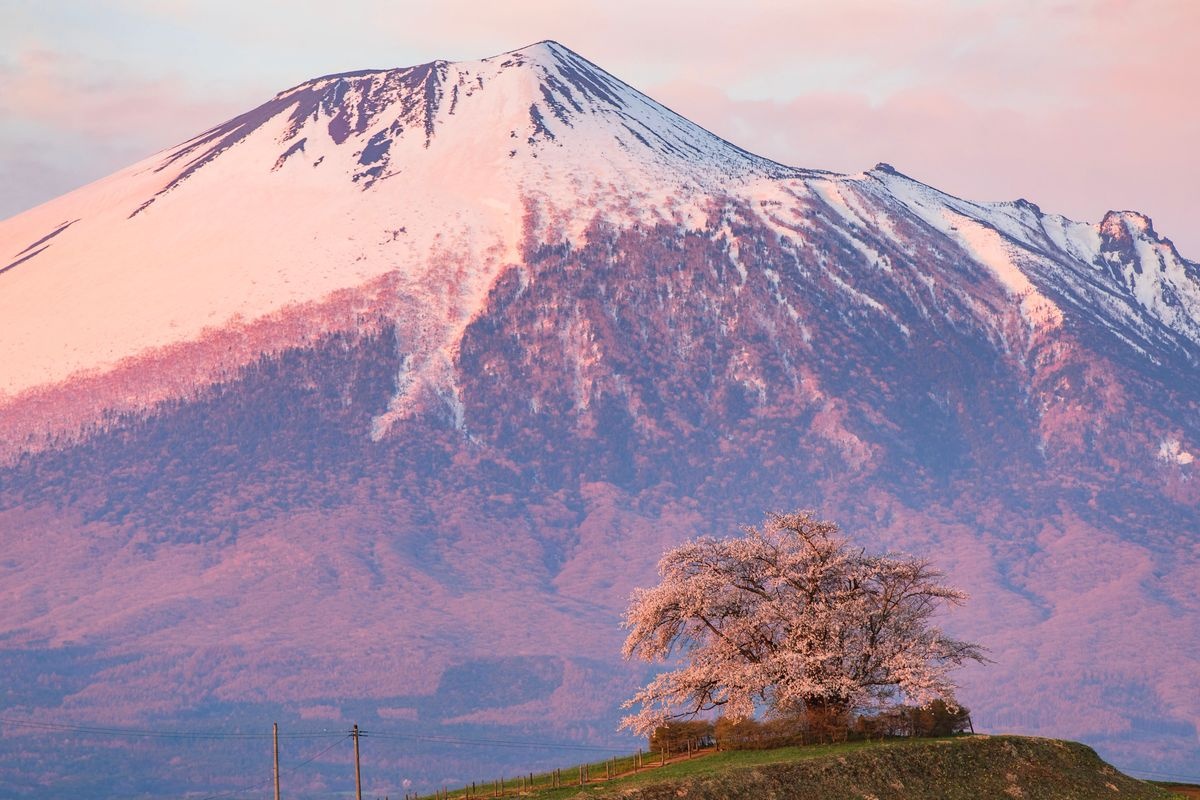 Tainai no Ipponzakura (The Lone Cherry Tree of Tainai)