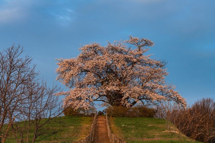 Tainai no Ipponzakura (The Lone Cherry Tree of Tainai) 2