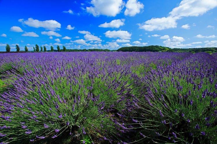 Tanbara Lavender Park